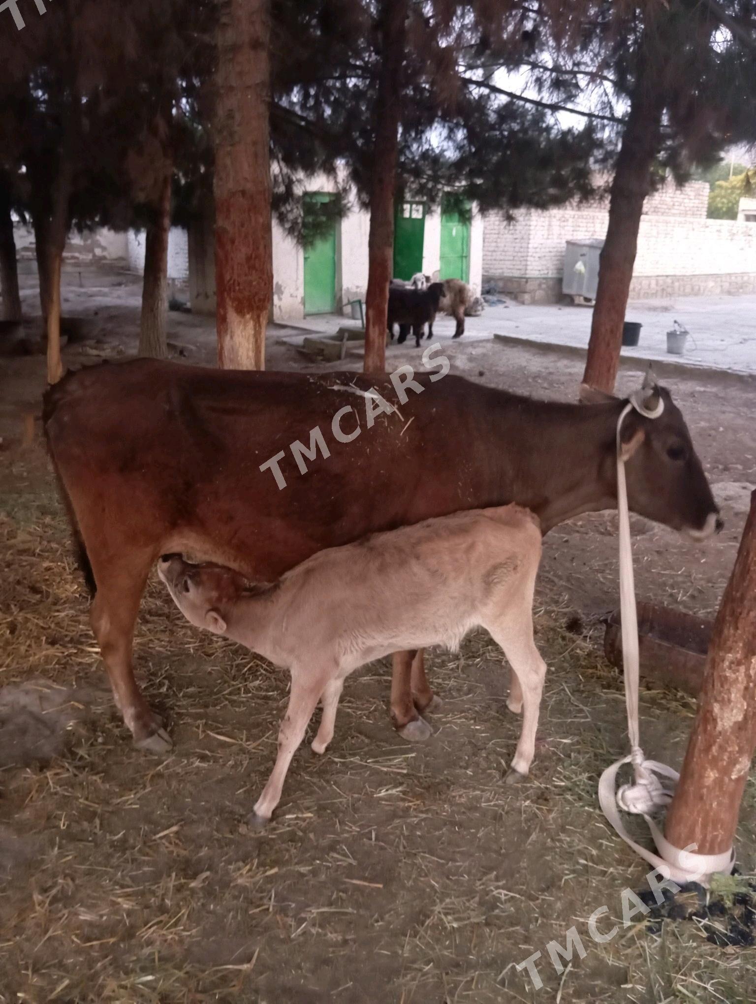 GÖLELI. SYGYR . TÜWE - Bereket - img 3