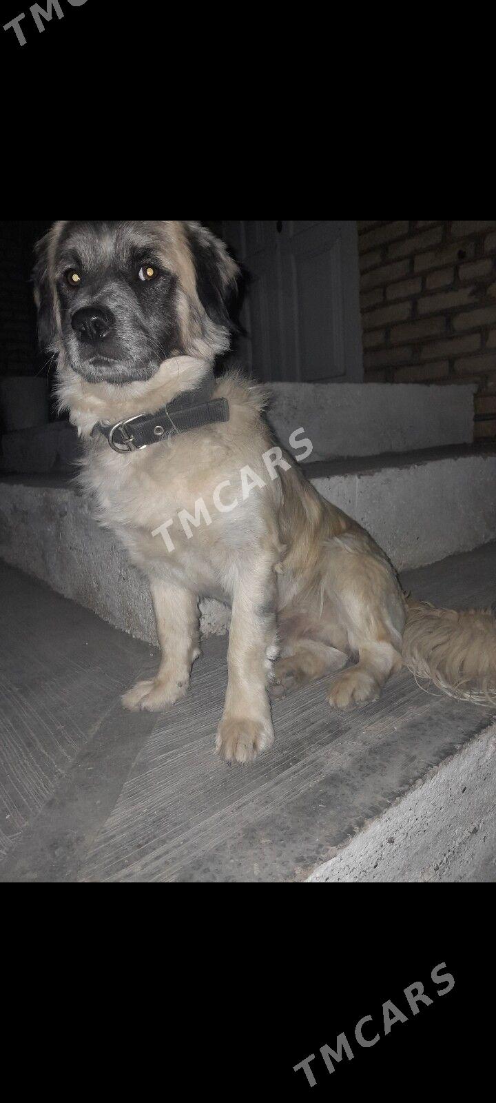 it yitdi - Murgap - img 2