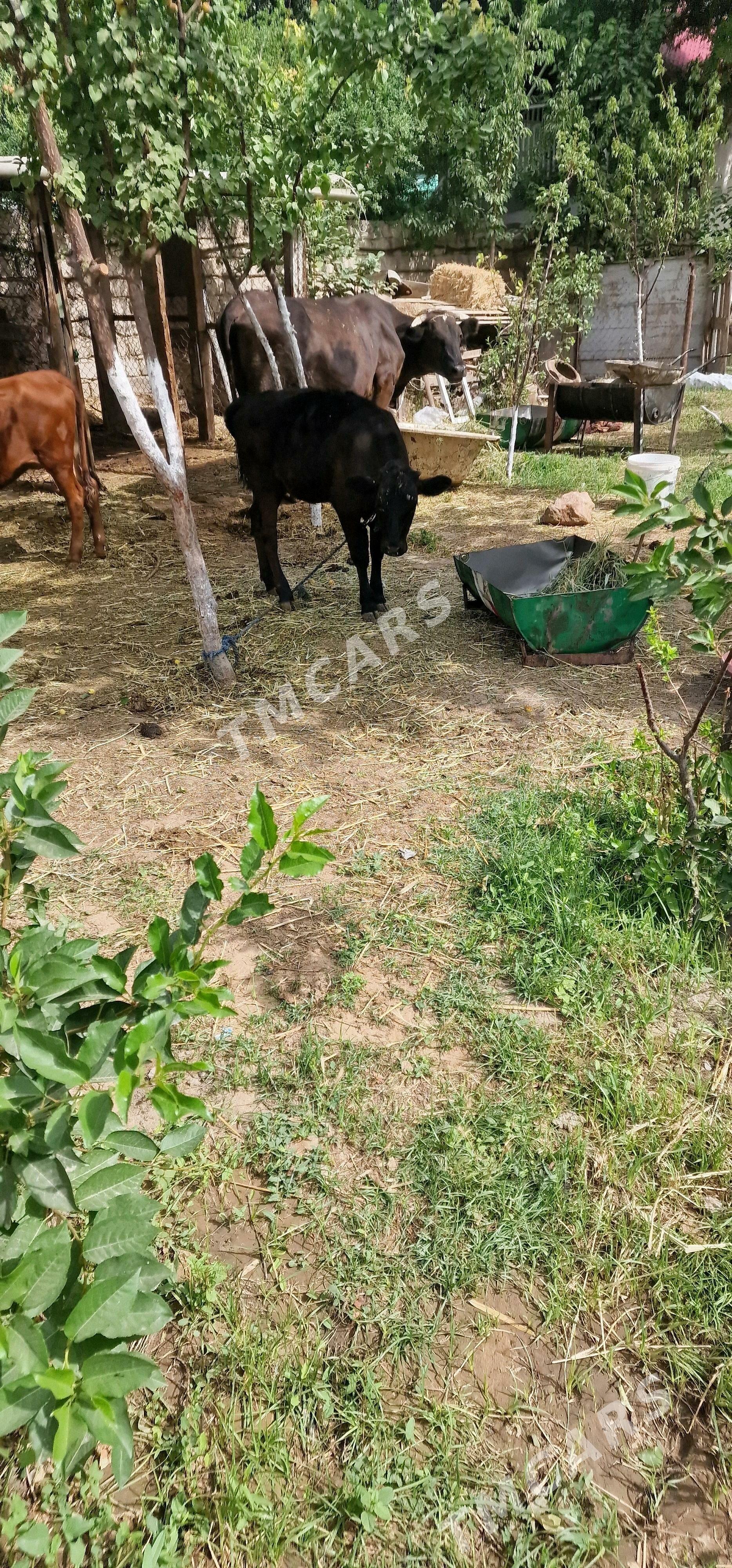 goleli sygyr - Aşgabat - img 3