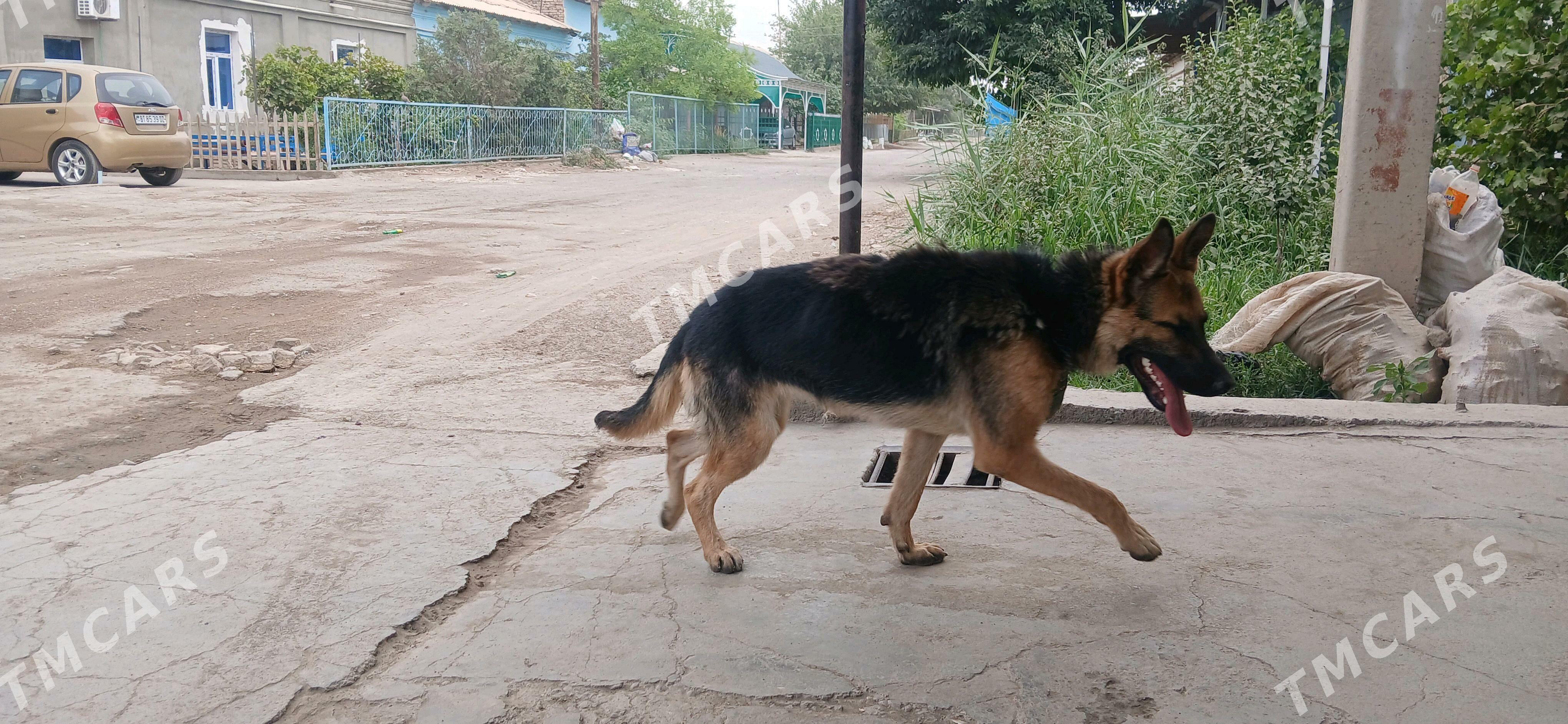 овчарка с посадкой - Daşoguz - img 5