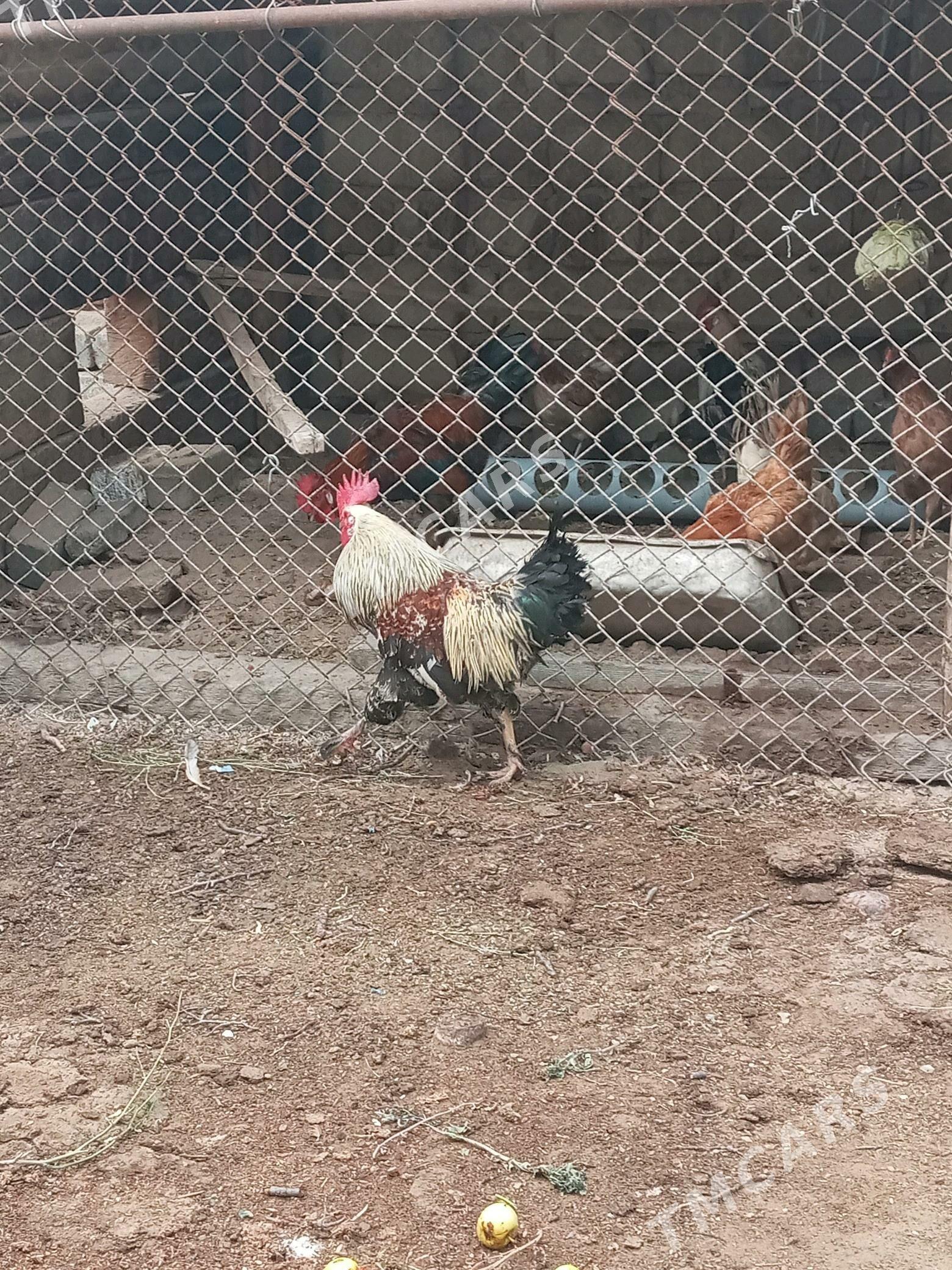Horaz - Türkmenbaşy - img 2