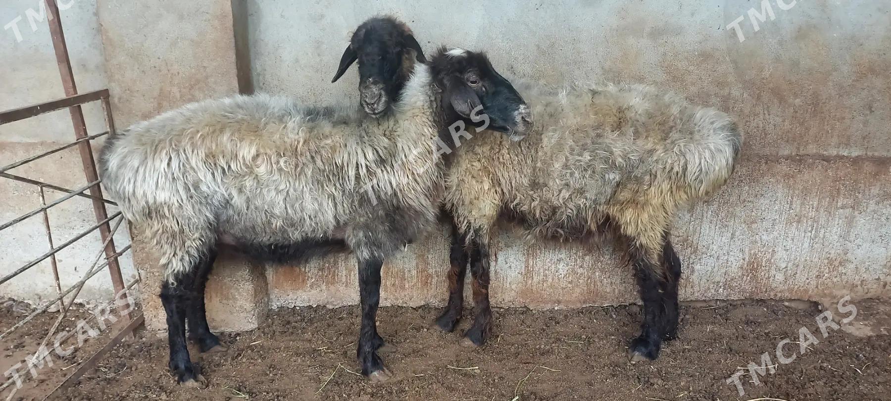 Bakylan goÿunlar semiz - Tejen - img 2