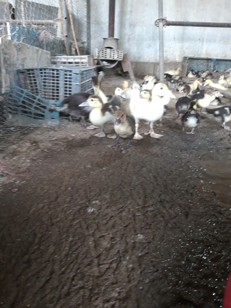 Indautka jüjesi - Gökdepe - img 2