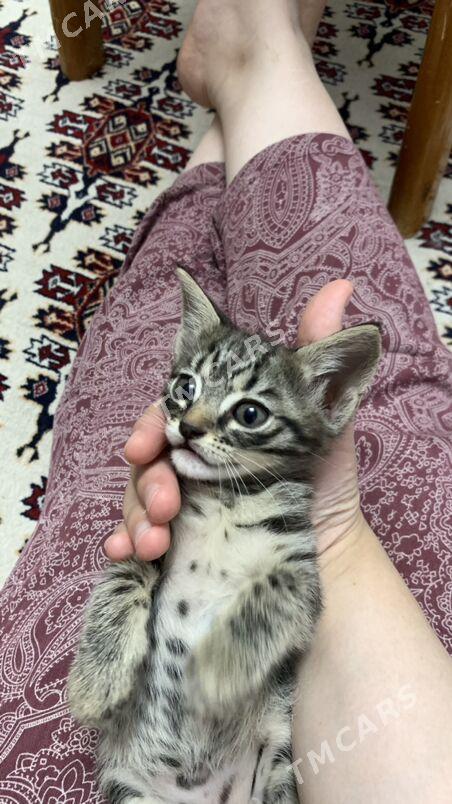 КОТЕНОК ‍ - Ашхабад - img 7