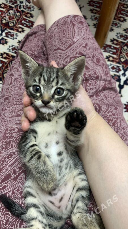 КОТЕНОК ‍ - Ашхабад - img 5