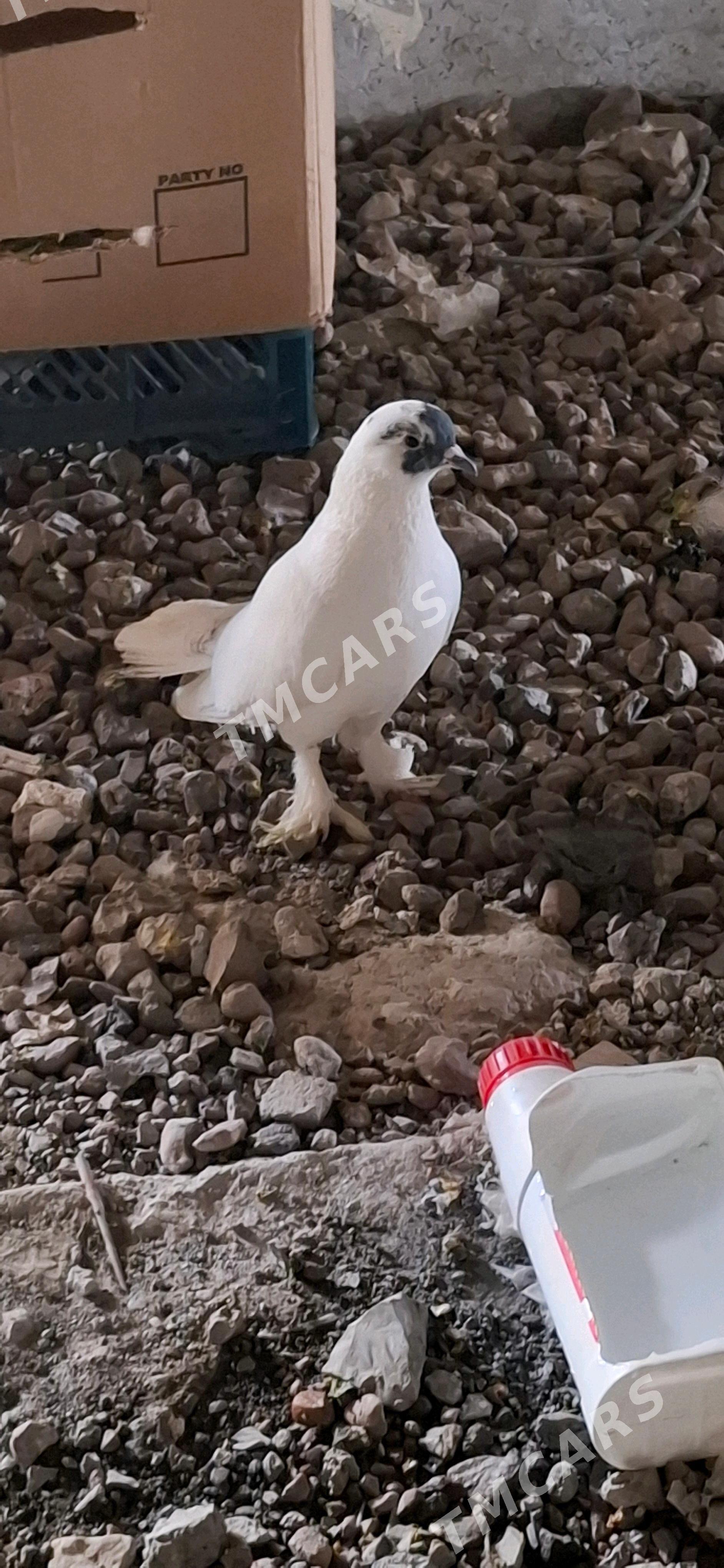 Kepderi - Podwoýski köç. (Bitarap Türkmenistan şaýoly) - img 3