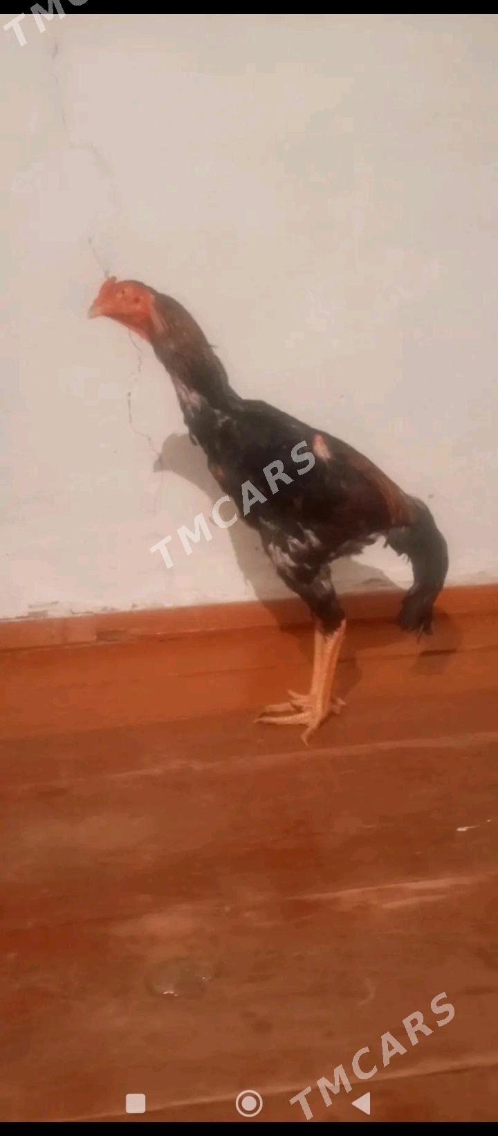 horaz - Daşoguz - img 2