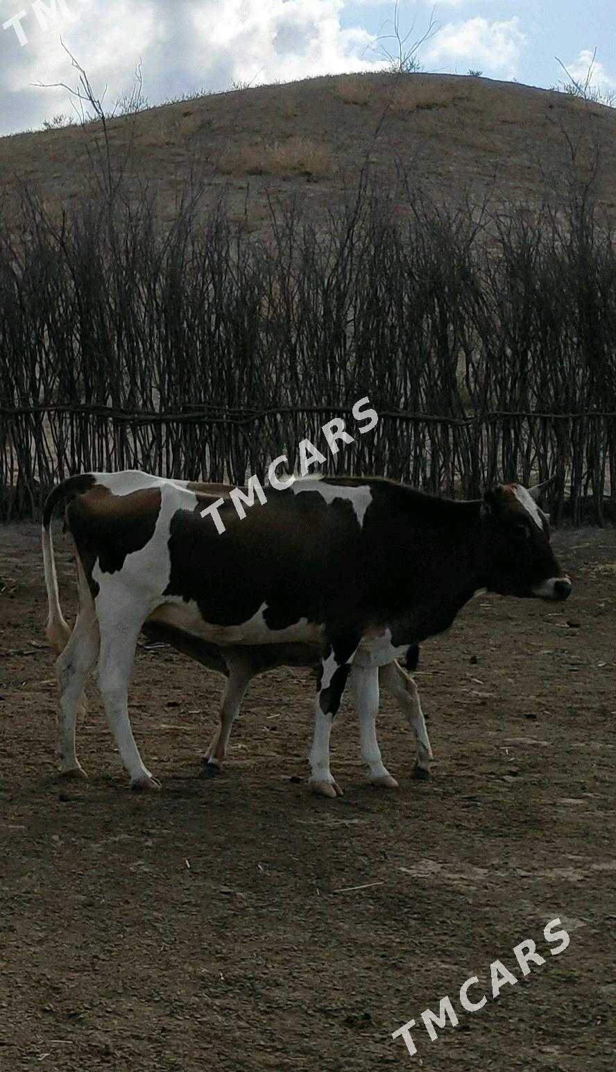 goleli sygyr - Etrek - img 2