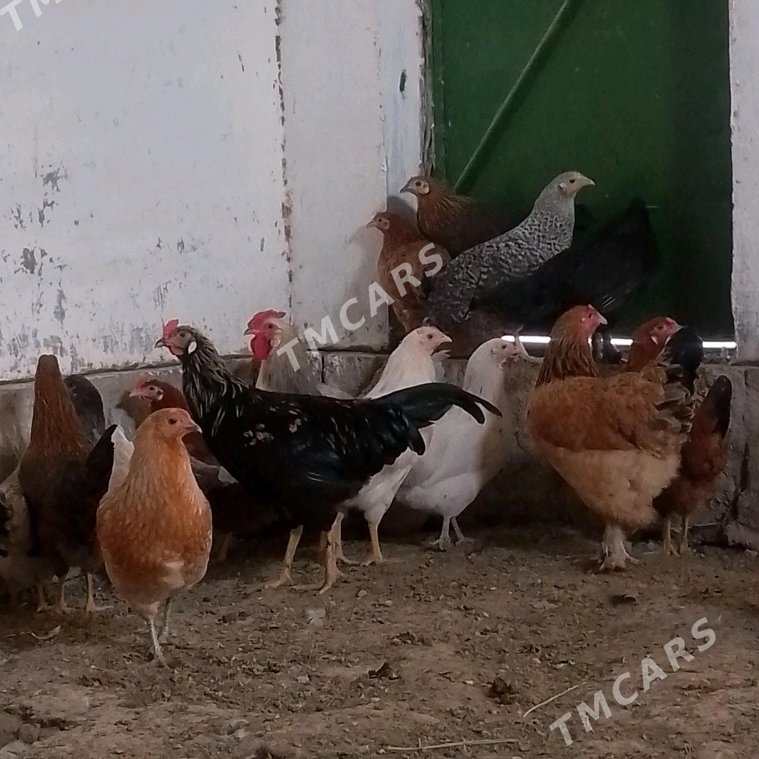  Towuk Horaz - Wekilbazar - img 2