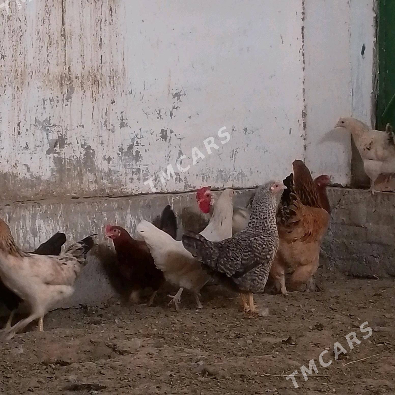  Towuk Horaz - Wekilbazar - img 3