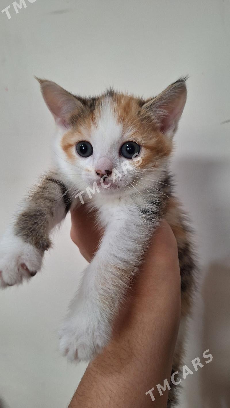 котики - Çoganly - img 5