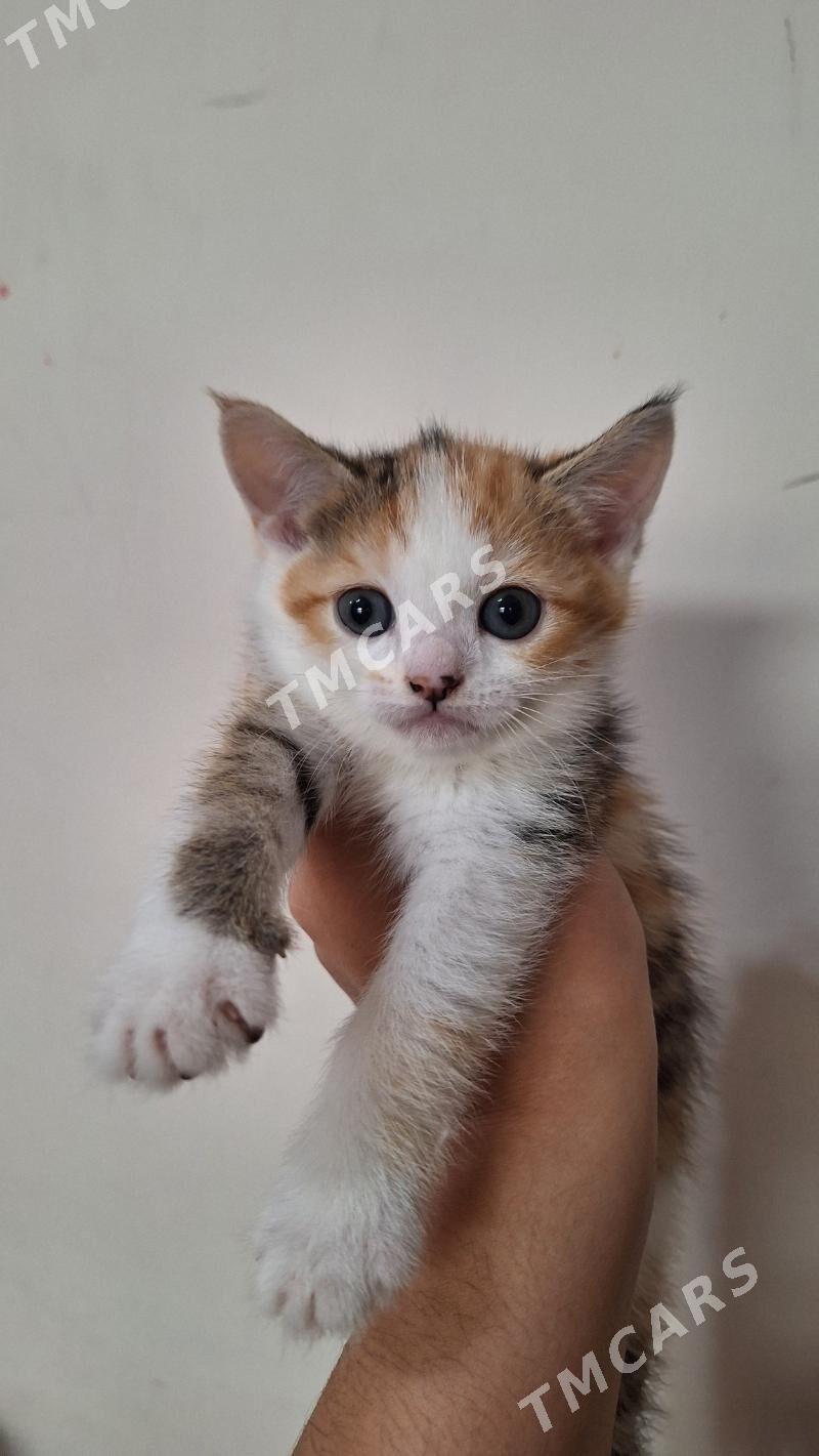 котики - Çoganly - img 4