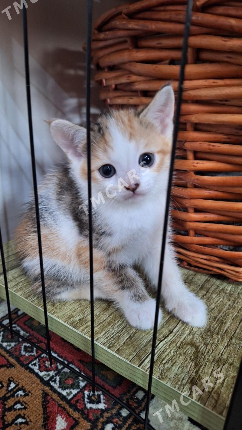 котики - Çoganly - img 6