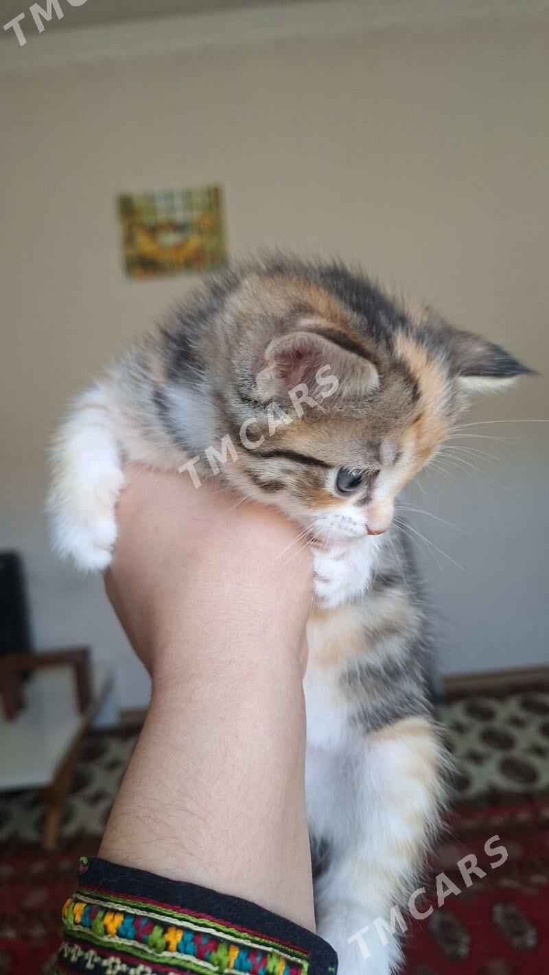котики - Çoganly - img 2