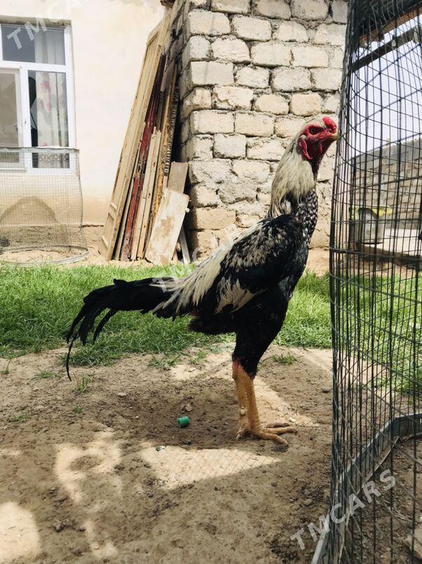 taskent horaz - Aşgabat - img 2