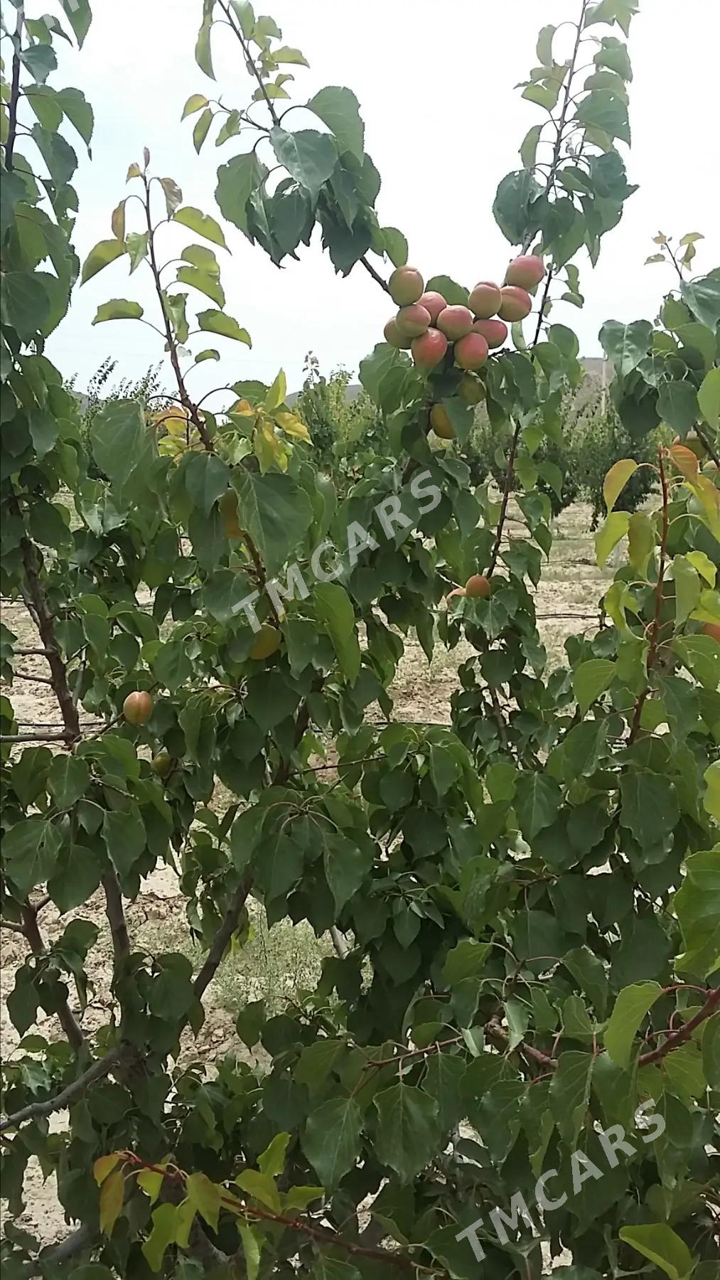 satlyk 4 gekdar ýer purnuwar - Aşgabat - img 2