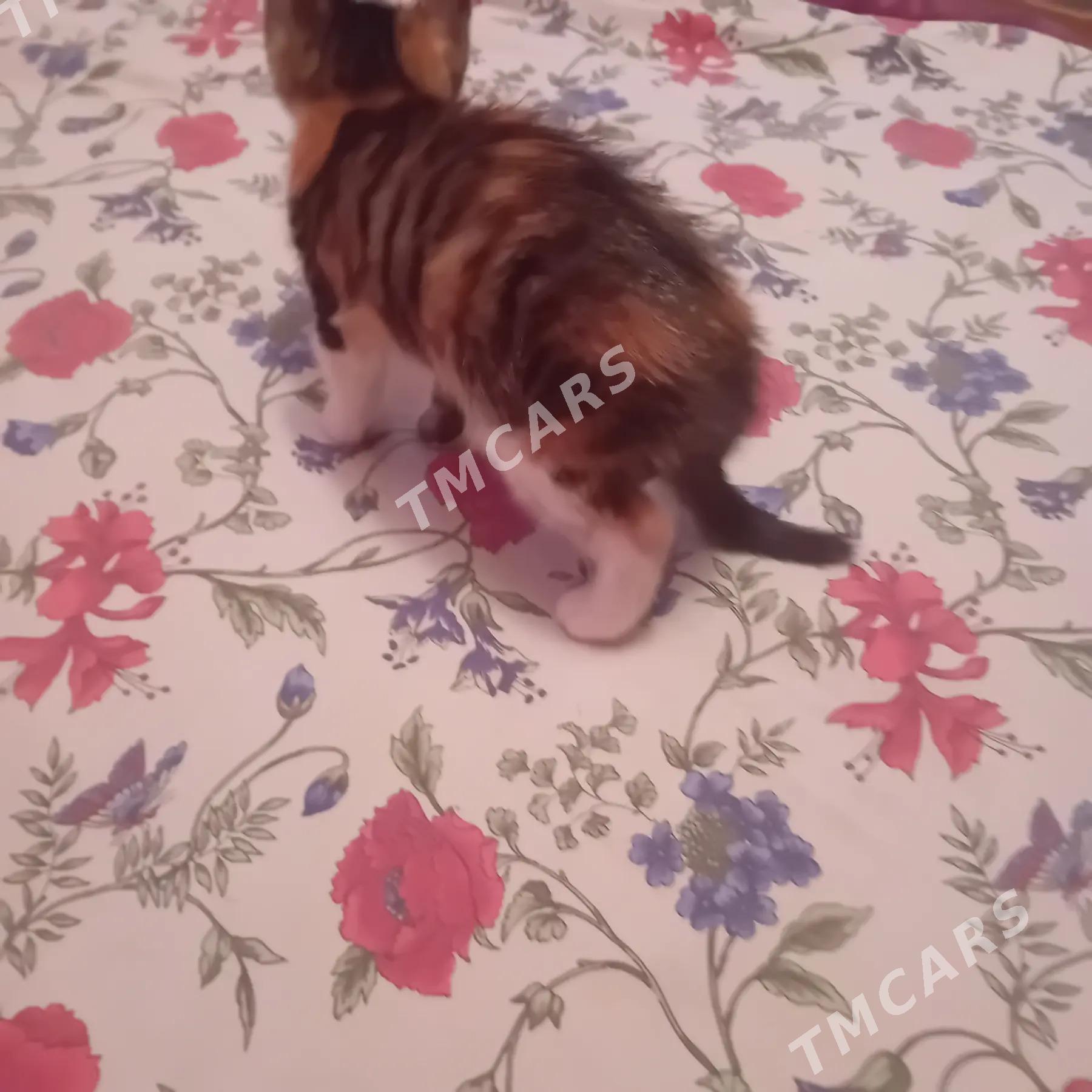 КОТЕНОК В ДОБРЫЕ РУКИ - Türkmenabat - img 4