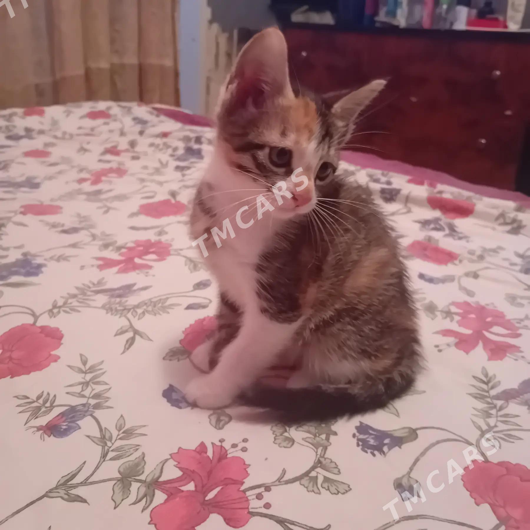 КОТЕНОК В ДОБРЫЕ РУКИ - Türkmenabat - img 3