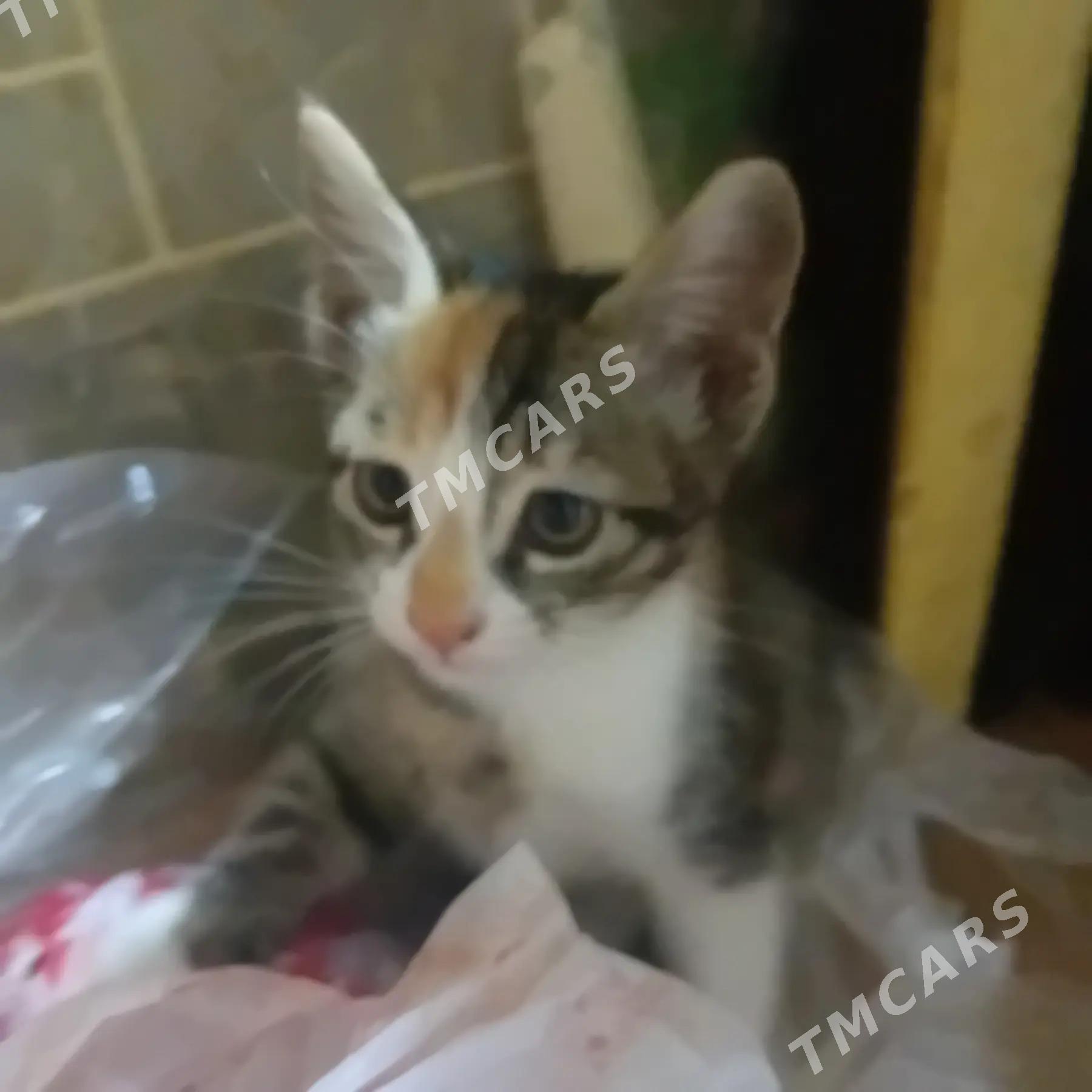 КОТЕНОК В ДОБРЫЕ РУКИ - Türkmenabat - img 5