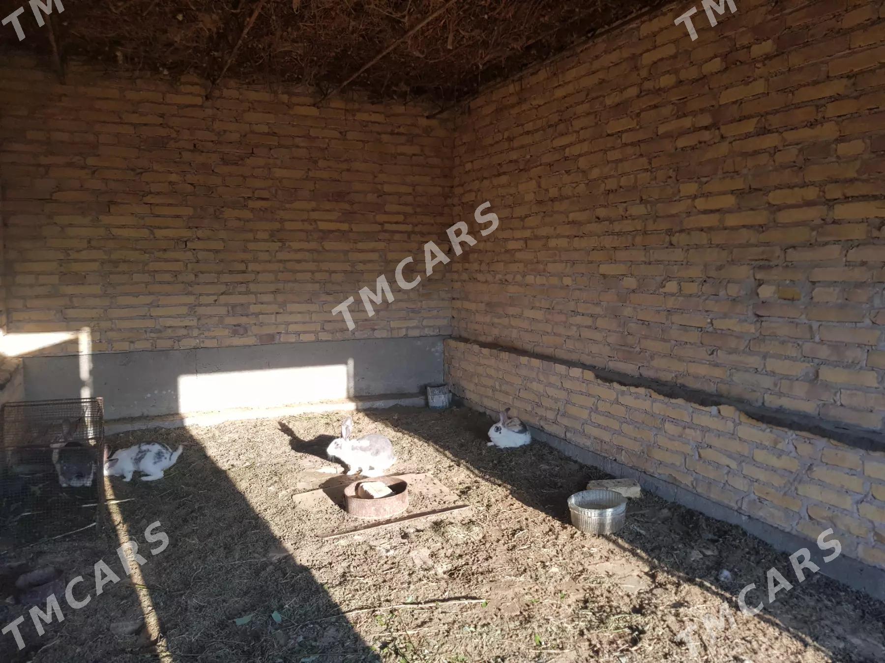 Товшан великан - Saýat - img 2