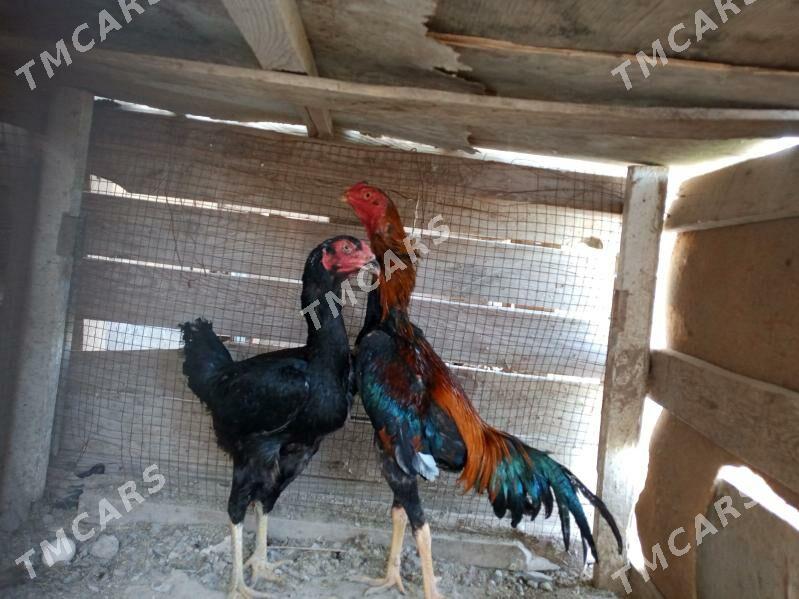 horaz , towuklar - Сакар - img 4