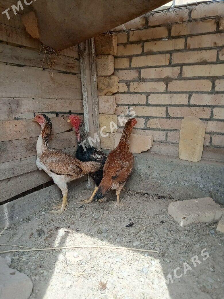 horaz , towuklar - Сакар - img 2