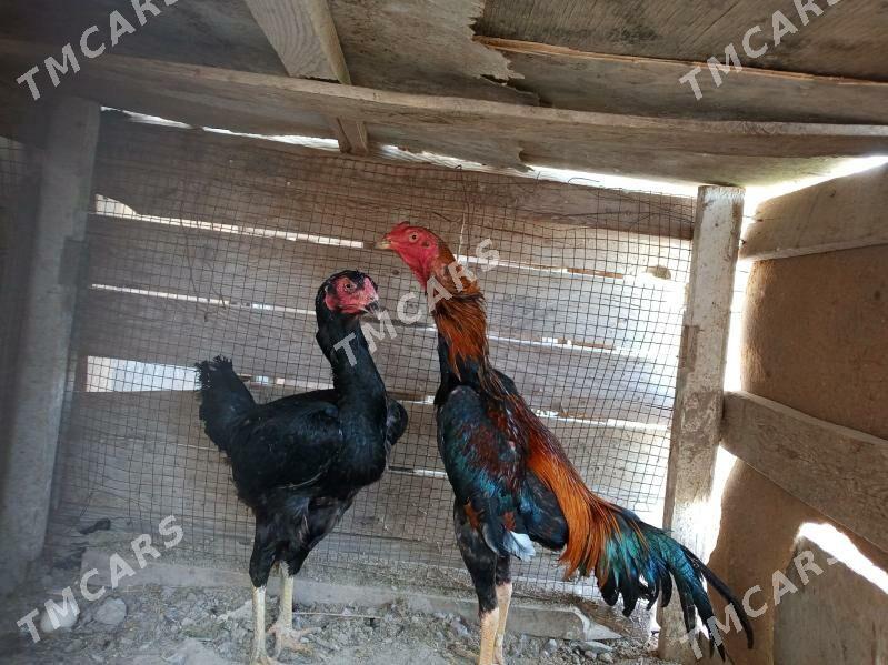 horaz , towuklar - Сакар - img 3