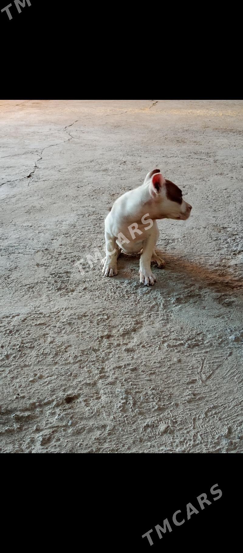 pitbull - Türkmenabat - img 3