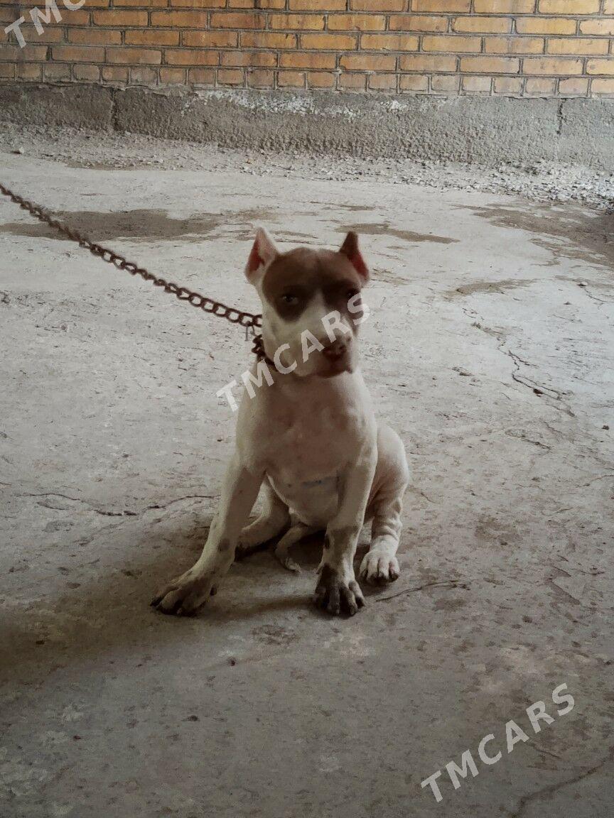 pitbull - Türkmenabat - img 2