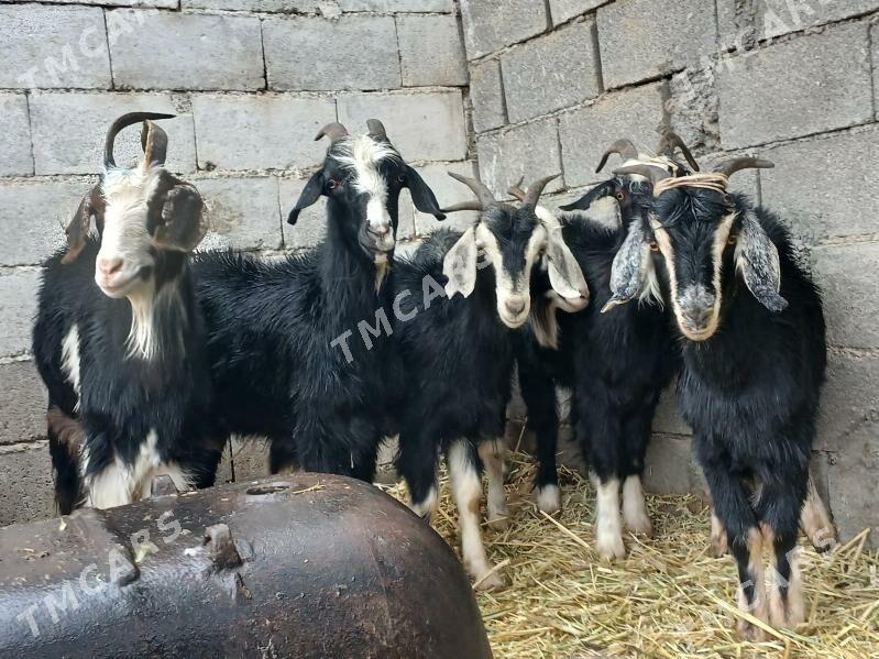 geçi dog - Багир - img 2