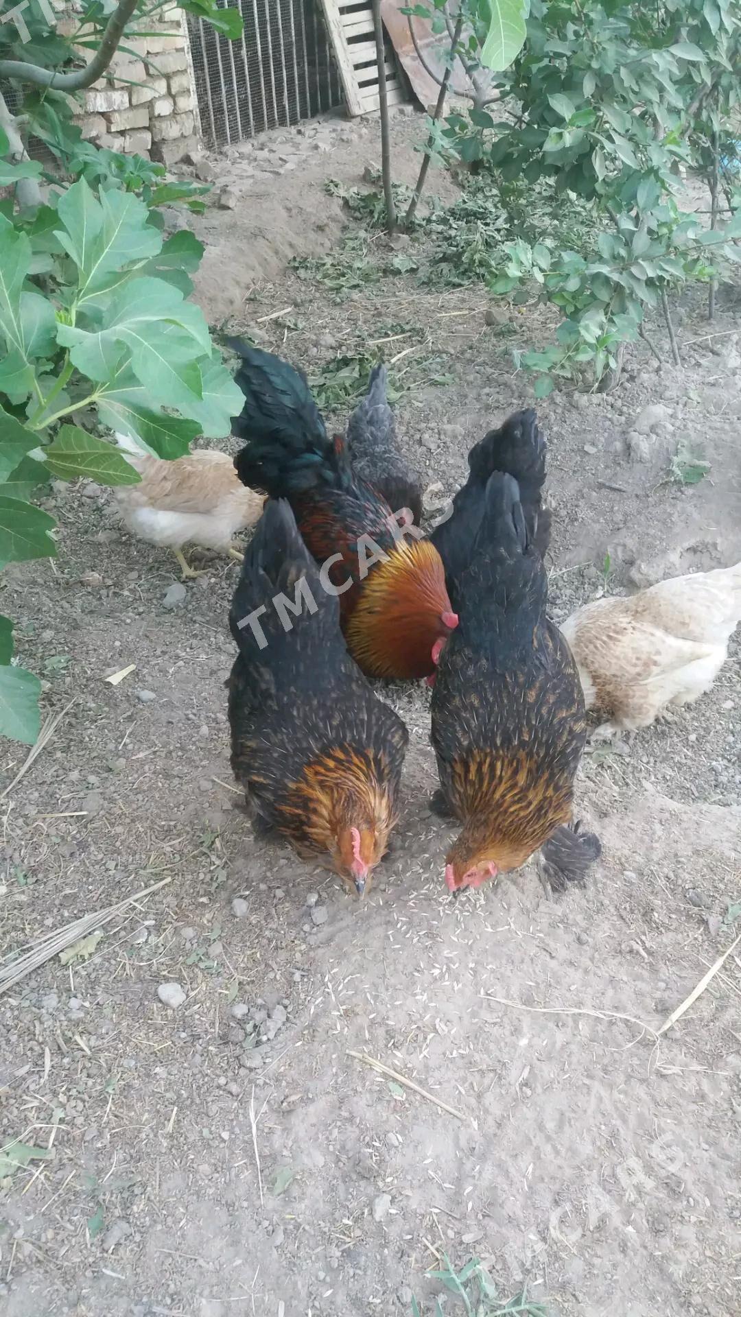 brama juyje 1aylyk - Мары - img 2