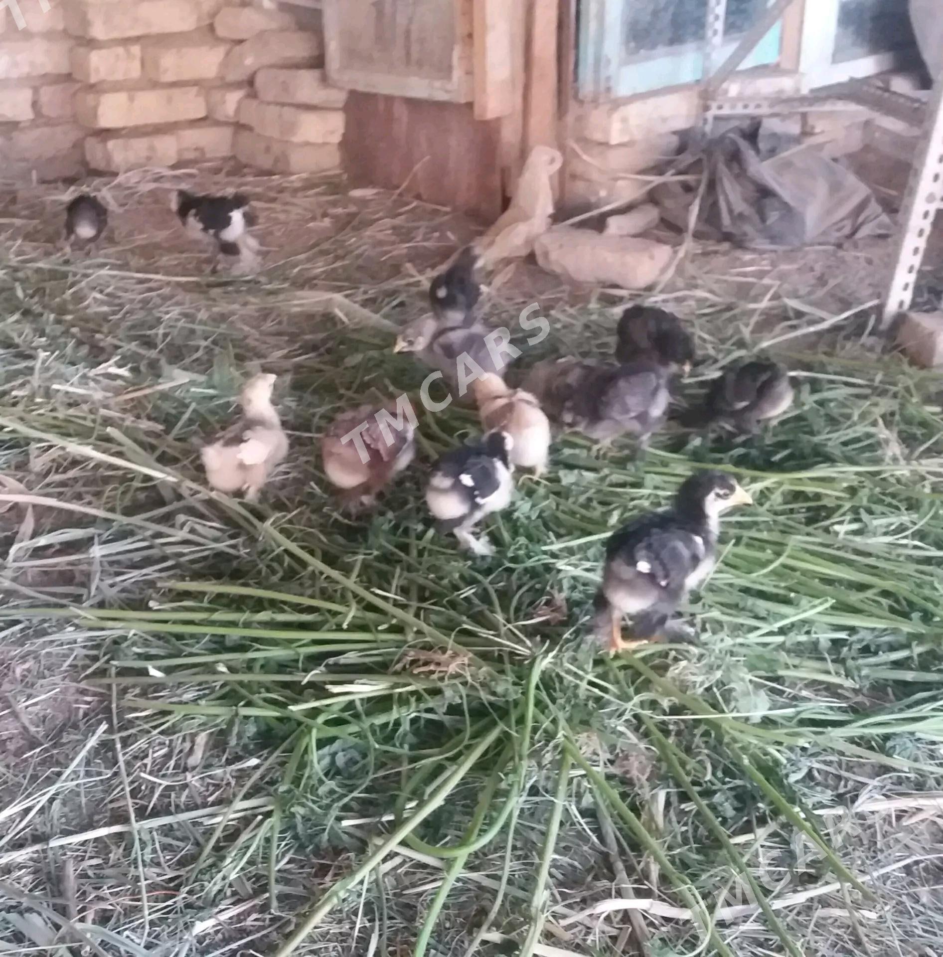 brama juyje 1aylyk - Мары - img 4