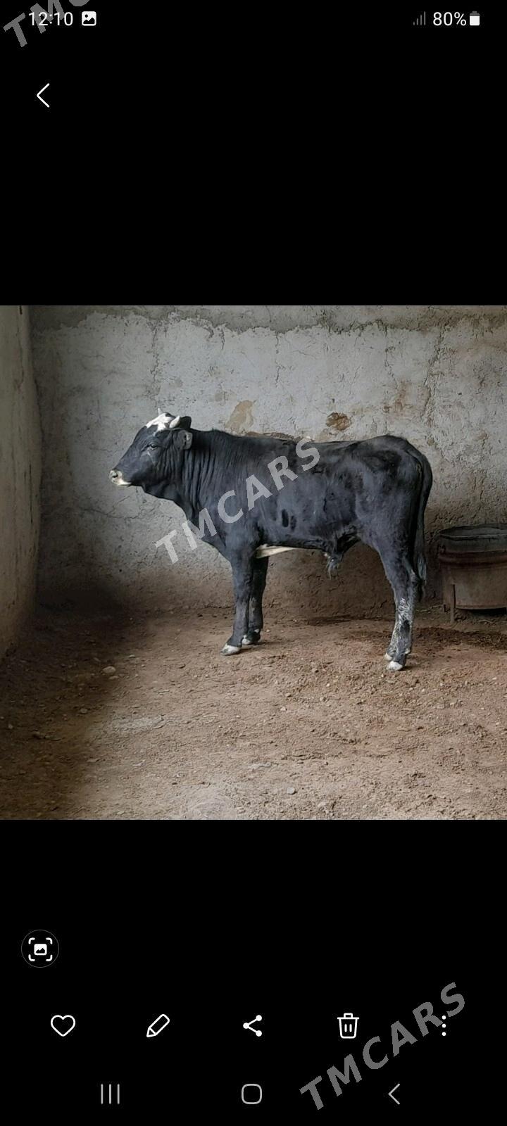 ökuz - Gyzylarbat - img 2