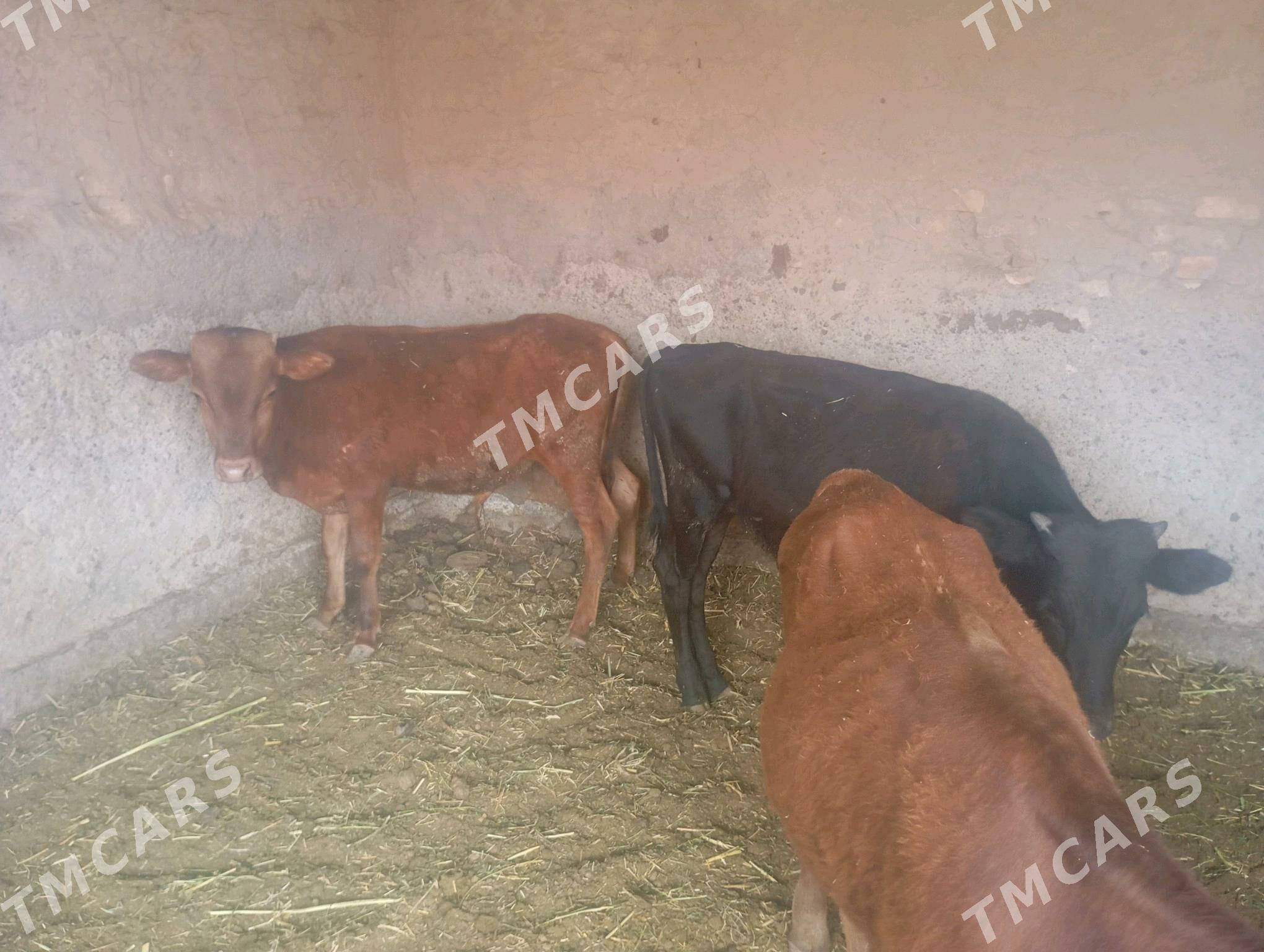 okuzçeler - Мары - img 2