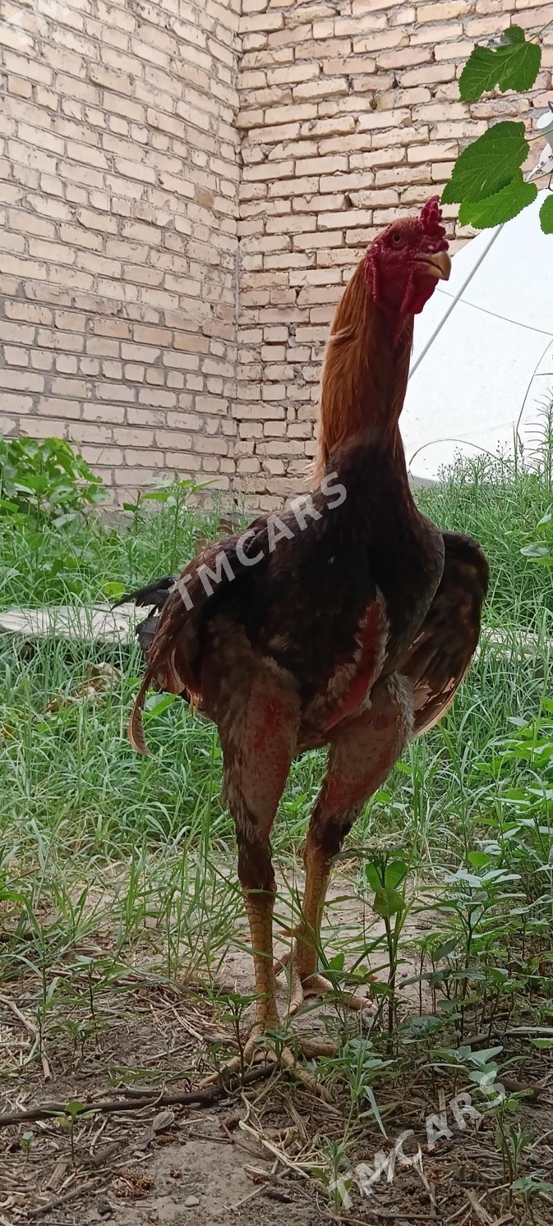 BABAÝ HORAZZ - Türkmenabat - img 3