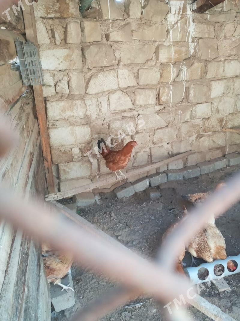 7 aýlyk-1ýyllyk towuk we horaz - Türkmenbaşy - img 2