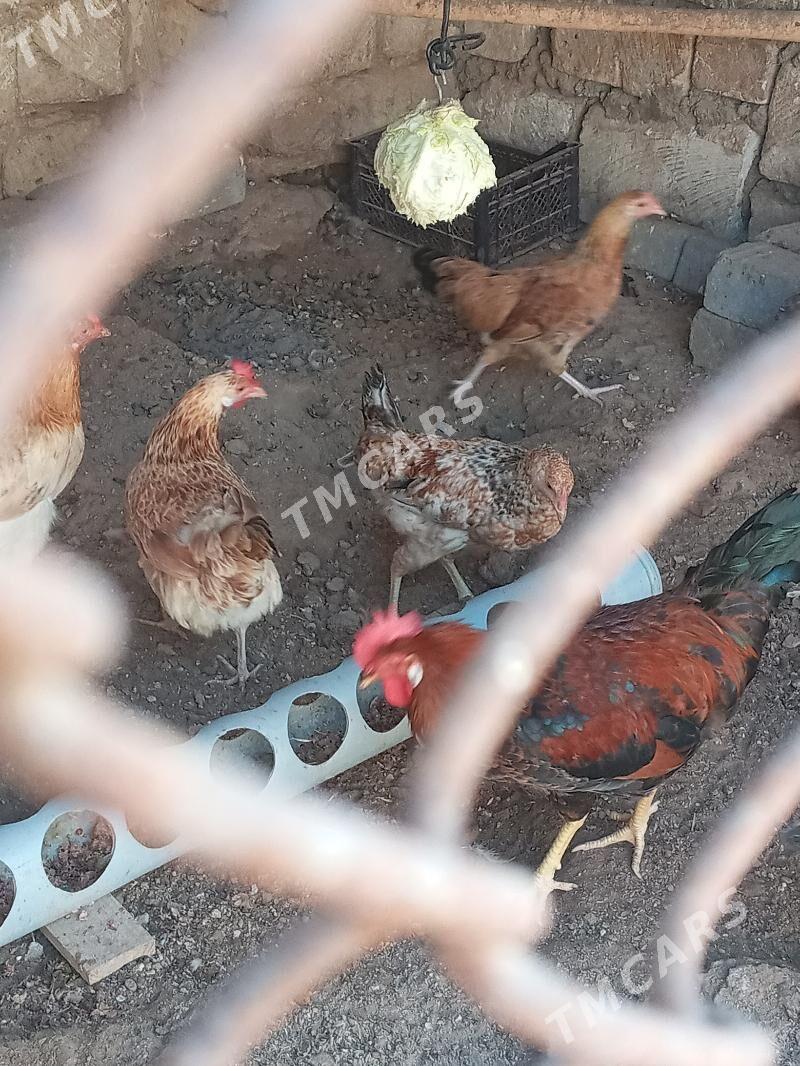 7 aýlyk-1ýyllyk towuk we horaz - Türkmenbaşy - img 3