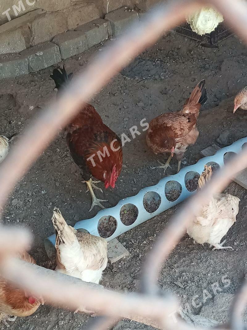7 aýlyk-1ýyllyk towuk we horaz - Türkmenbaşy - img 7