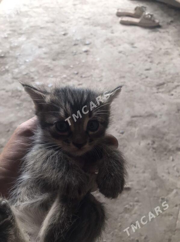 котята - Туркменабат - img 2