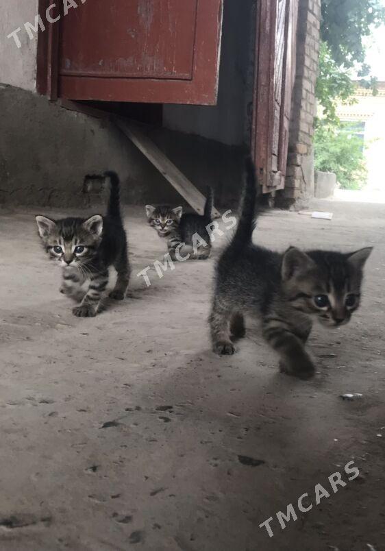котята - Туркменабат - img 3