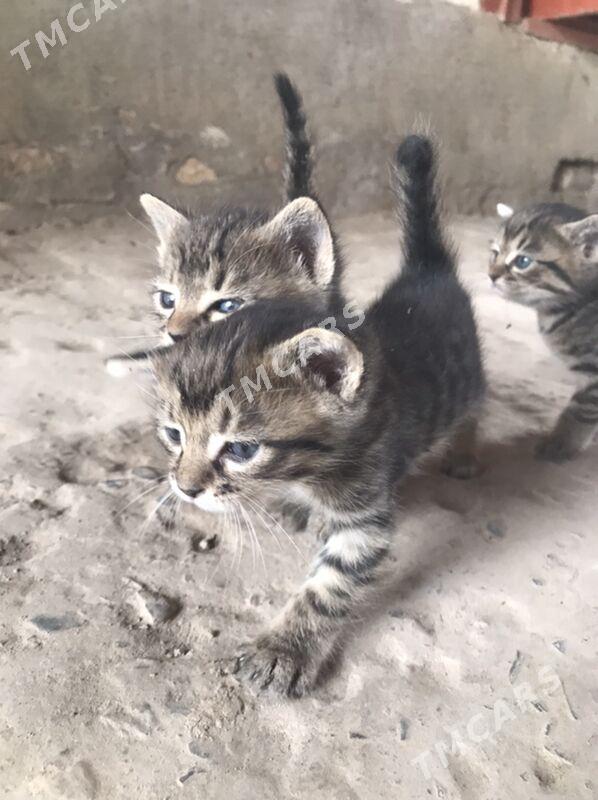 котята - Туркменабат - img 4
