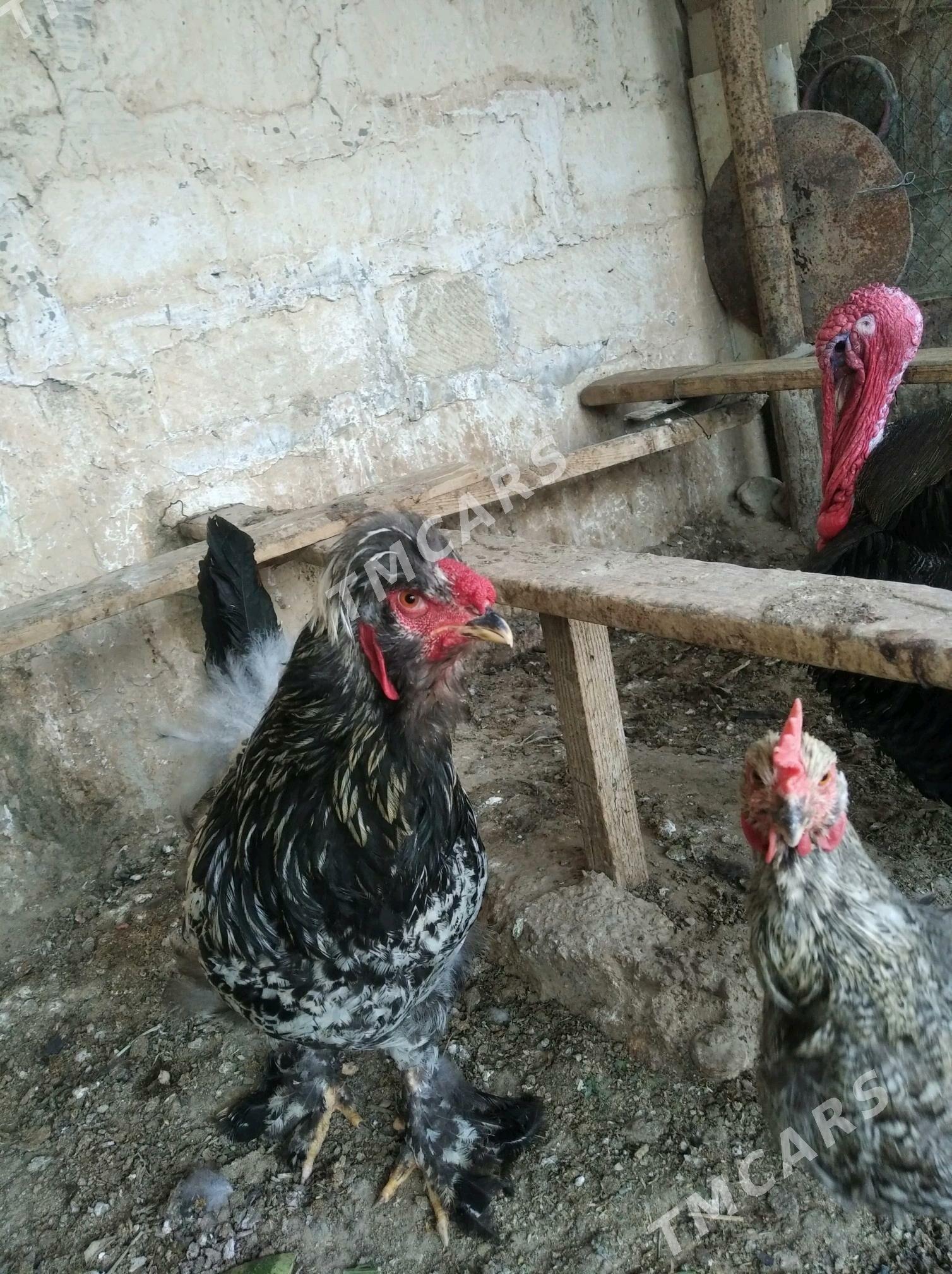 paroda juyje - Balkanabat - img 2