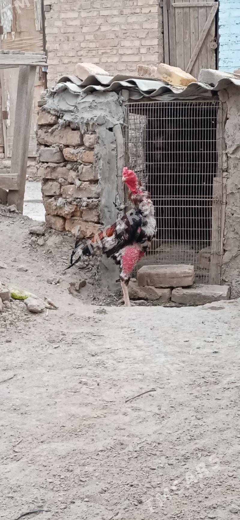 Baýsy horaz. - Саят - img 2