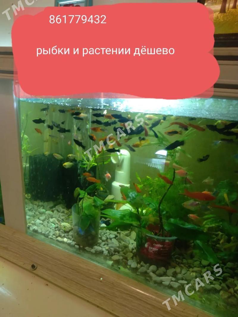 рыбки - Ашхабад - img 4