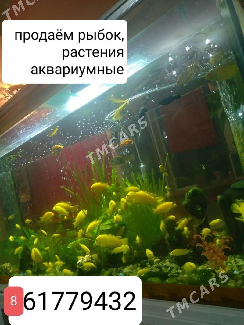 рыбки - Ашхабад - img 9