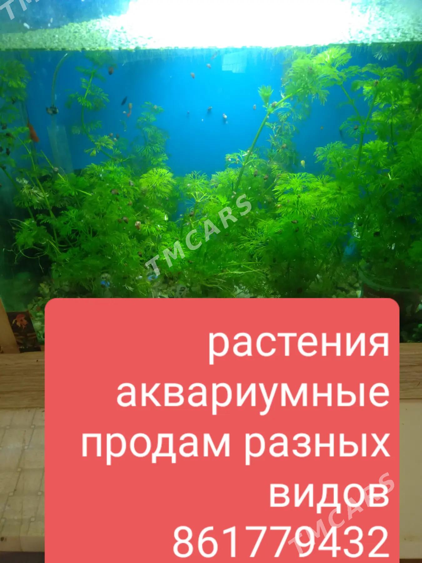 рыбки - Ашхабад - img 8