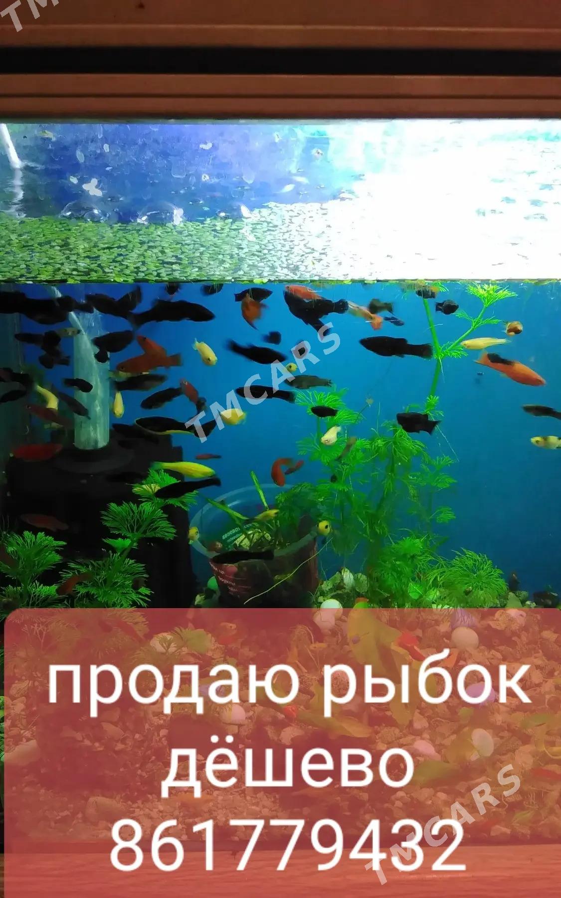 рыбки - Ашхабад - img 7