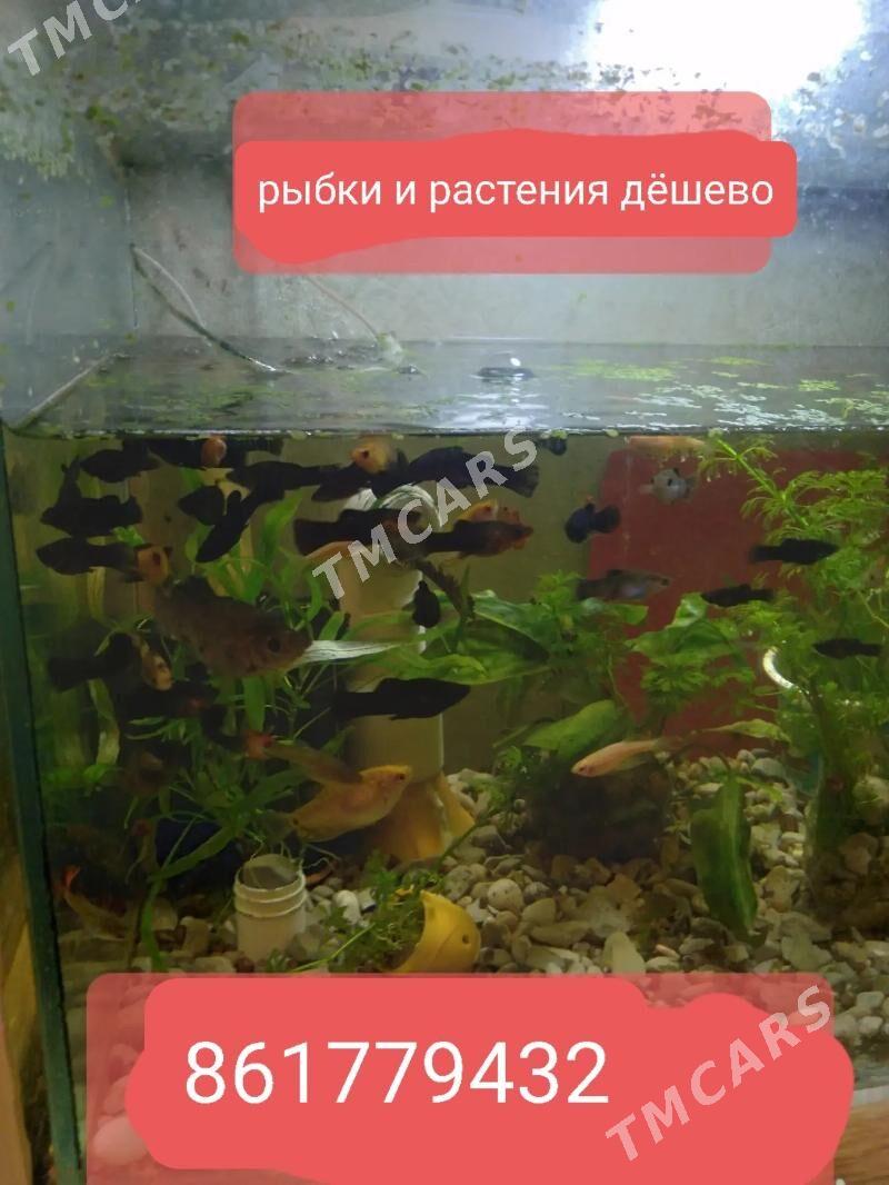 рыбки - Ашхабад - img 3