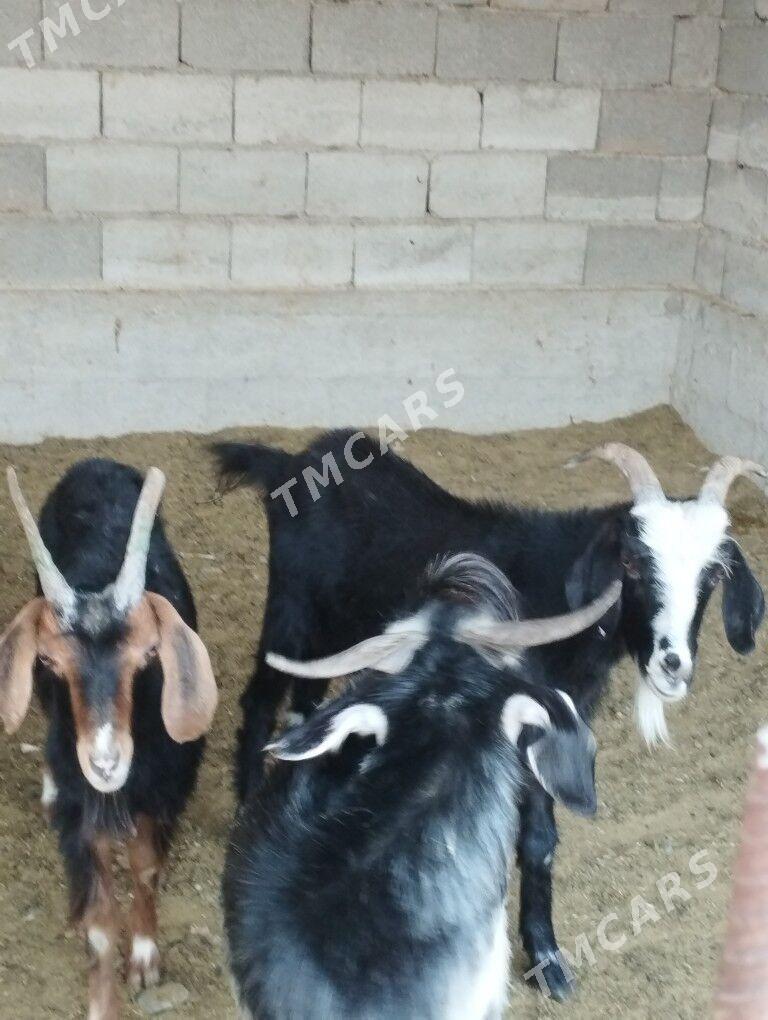 dog erkec - Ruhabat (90-njy razýezd) - img 3