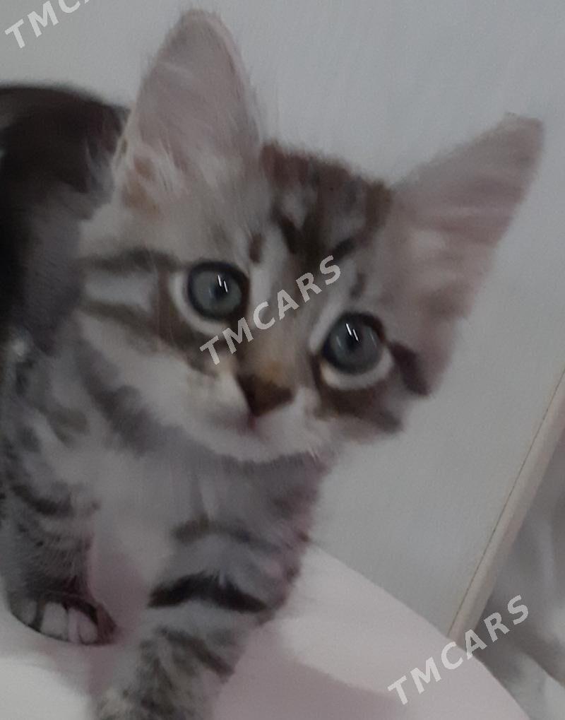 отдам котят - Ашхабад - img 3